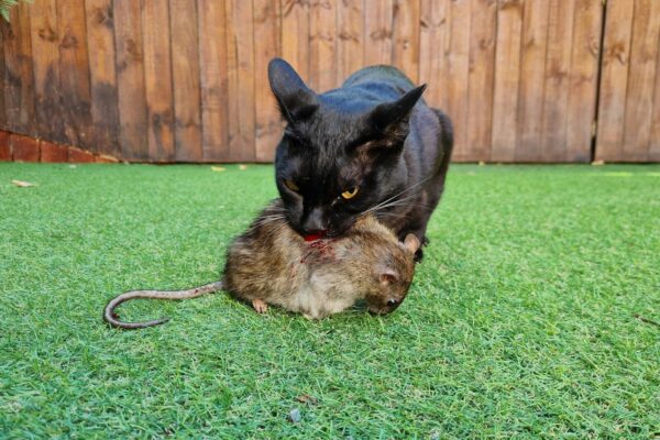 Black cat holding a dead mouse in its mouth