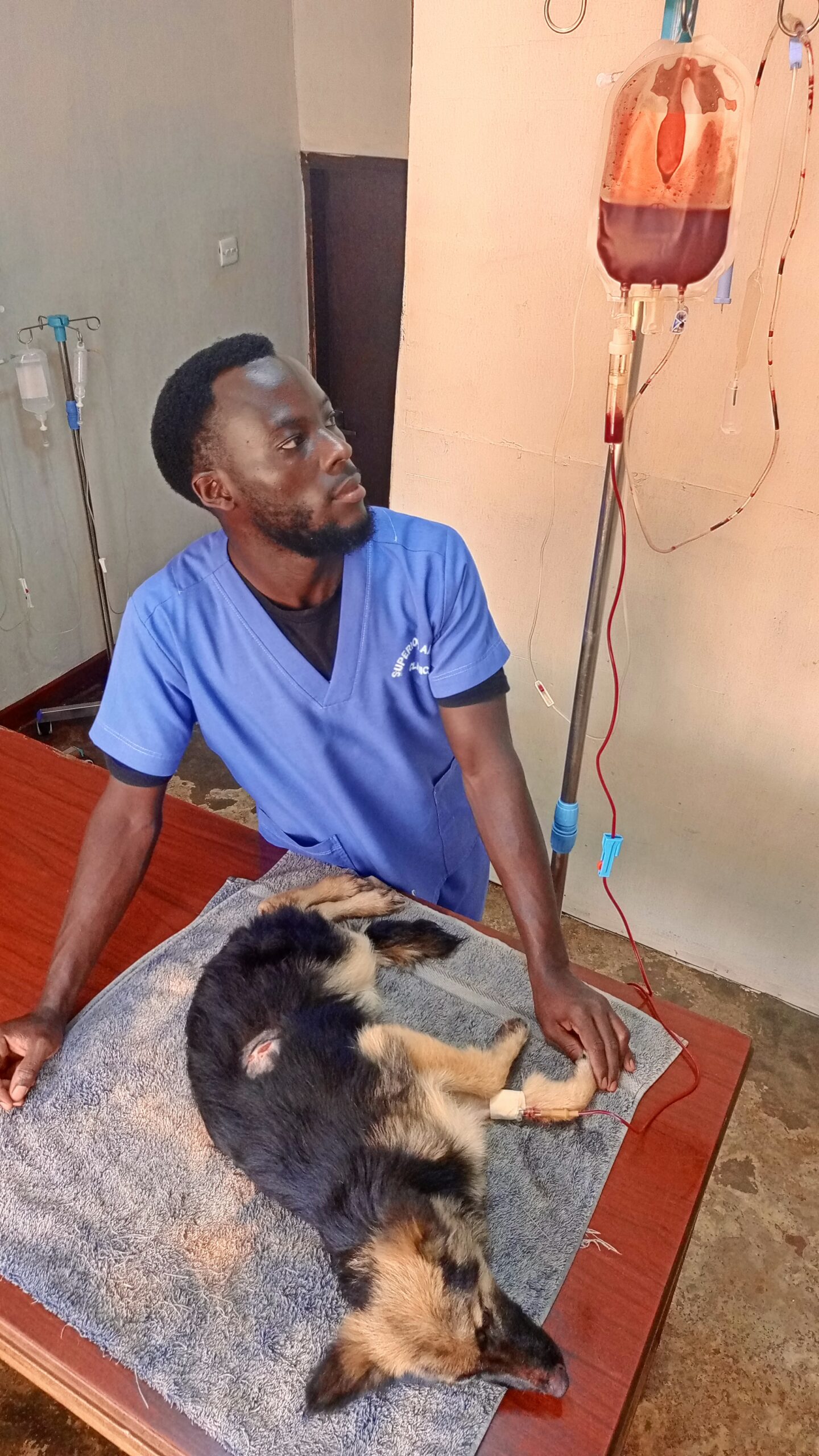 puppy getting blood transfusion after severe accident in Uganda