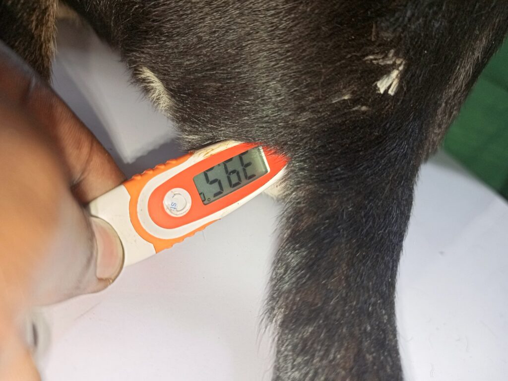 Dog with fever at Superior Animal Clinic UG