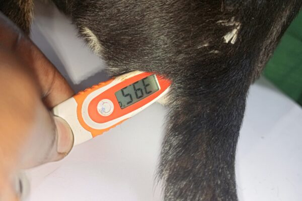 Dog with fever at Superior Animal Clinic UG