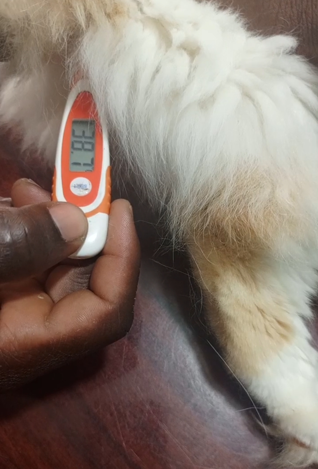 Vet taking dog temperature at Superior Animal Clinic UG