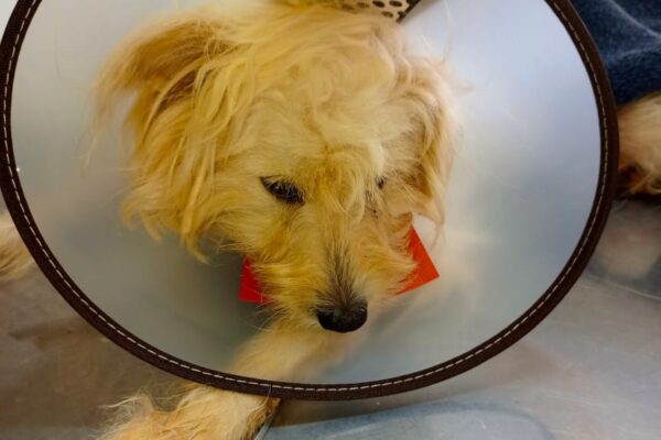 dog spay