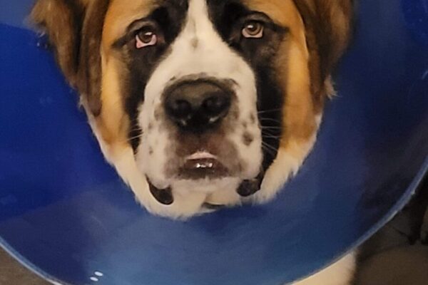 a dog with a blue cone around its neck