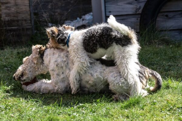 Dogs humping