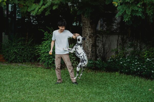 Man playing with a jumping Dalmatian in a lush green backyard.