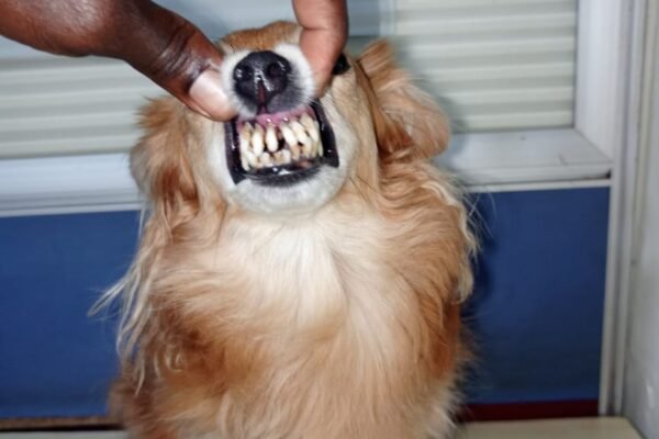 Dental care at Superior Animal Clinic