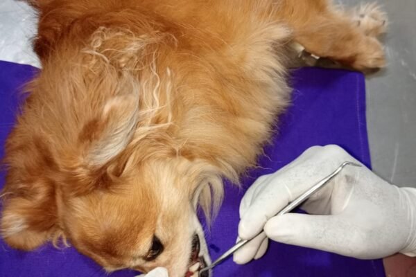 Pet treatment in Uganda