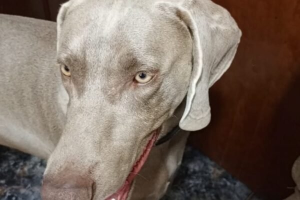 Weimaraner