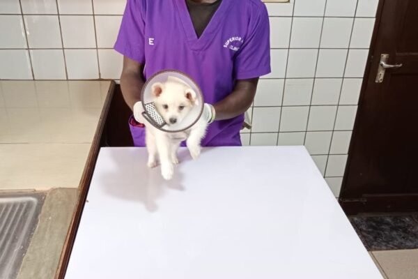 Dog at Superior Animal Clinic