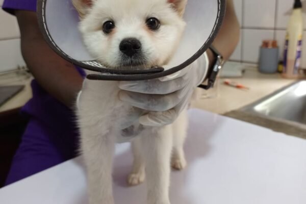 Dog at Superior Animal Clinic