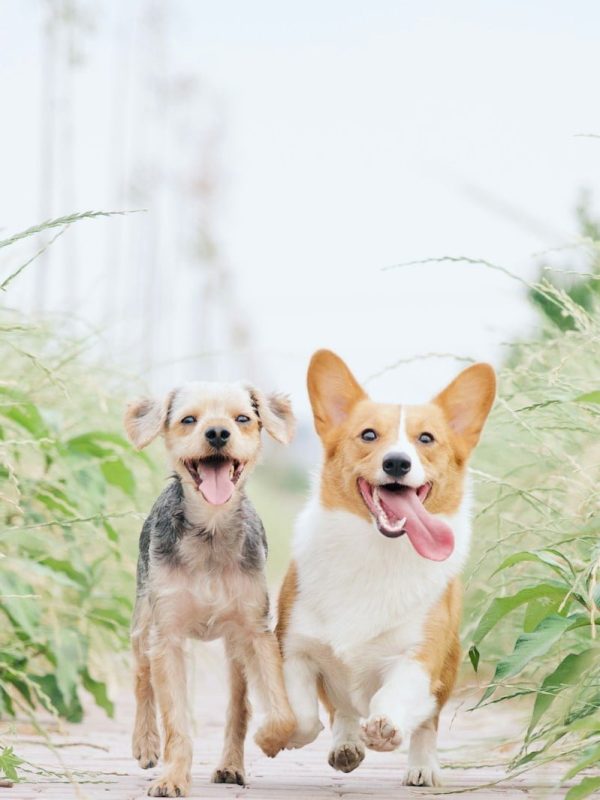 white and brown corgi besides brown dog