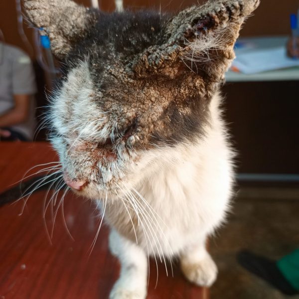 Cat With Mange