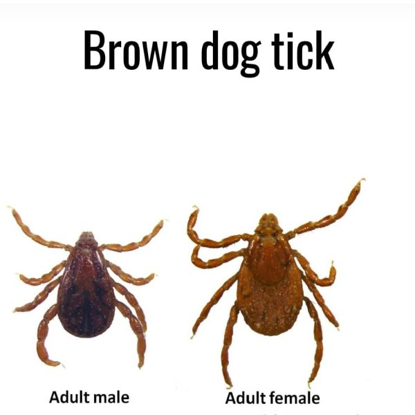 male and female ticks (1)