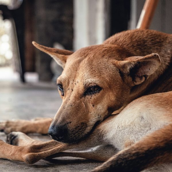 dog lying on floor