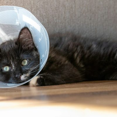 a cat with a cone on its head laying on the floor