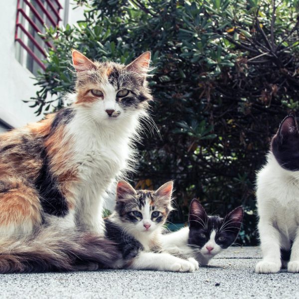 White and Black Long Fur Cat