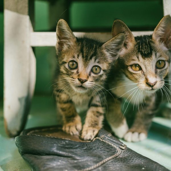 Two Brown Tabby Kittens