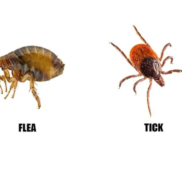 ticks and fleas in dogs