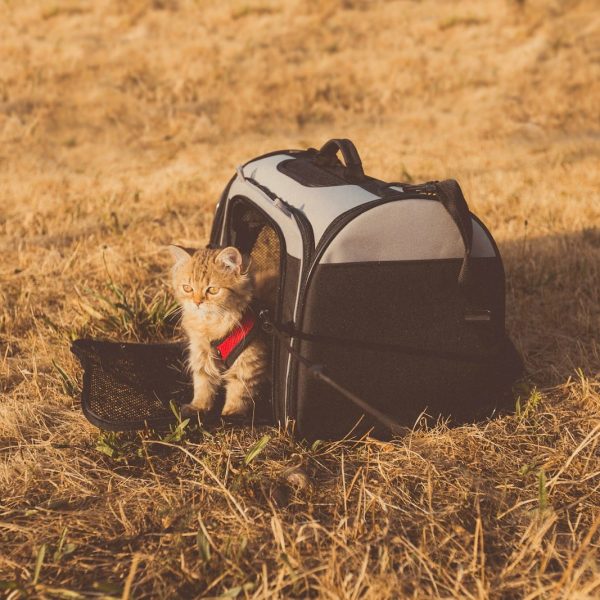 gray cat in pet carrier